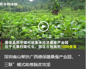 深圳南山帮扶广西德保建桑蚕产业园，“三联”模式助推脱贫攻坚