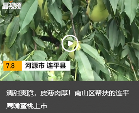 清甜爽脆，皮薄肉厚！快三彩票平台
帮扶的连平鹰嘴蜜桃上市